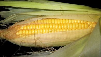 Photo of स्वास्थ्य सुझाव: देखिये स्वास्थ्य के लिए भुट्टे के रेशे हैं कितने लाभदायक?