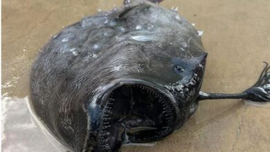 Photo of समुद्र किनारे मिली खौफनाक दुर्लभ मछली, नुकीले दांत गड़ाकर चूसती है खून