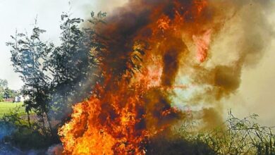 Photo of हरियाणा में एक दिन में 70 स्थानों पर जली पराली, अब तक 813 मामले आये सामने