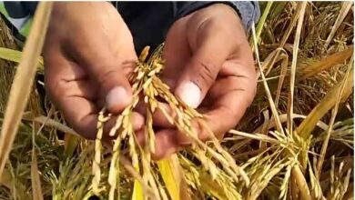 Photo of बासमती पर निर्यात मूल्य बढ़ने से टूटी किसानों की आशा!