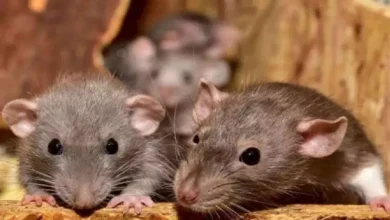 Photo of जापानी वैज्ञानिकों को शोध में पहली बार अंतरिक्ष में चूहे का भ्रूण विकसित करने में मिली सफलता