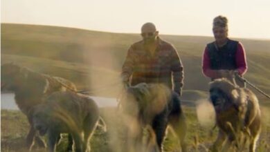 Photo of अजीबोगरीब शौक, भालू जैसे 11 कुत्तों के साथ रहता है ये कपल!