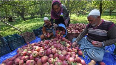 Photo of घाटी में सेब की 50 फीसदी उत्पादन में आई गिरावट, फसल पर मौसम की मार