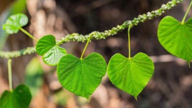 Photo of स्वास्थ्य सुझाव: पुरुषों के लिए बेहद लाभकारी है गिलोय, जाने इसके लाभाकरी गुण