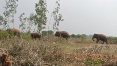 Photo of उत्तराखंड : आज से खुलेंगे कालागढ़ टाइगर रिजर्व के वतनवासा व पाखरो जोन