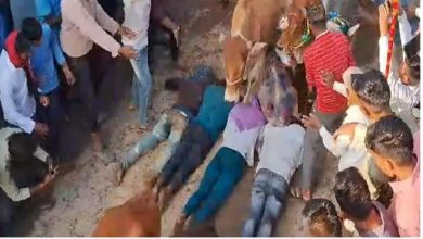 Photo of जाने क्यों ग्रामीण गायों के पैरों तले खुद को रौंदवाने की परंपरा से नहीं डरते !