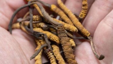 Photo of यहां मिलता है दुनिया का सबसे महंगा फंगस, कीमत हीरे-सोने जैसी
