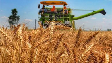 Photo of अब तक गेहूं की बोआई चालू रबी सत्र में 5% घटकर 86 लाख हेक्टेयर पर