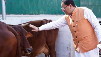 Photo of गोवर्धन पूजा: मुख्यमंत्री धामी ने किया गायों का पूजन