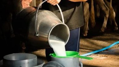 Photo of उत्तराखंड मे दूध उत्पादों की बढ़ी डिमांड