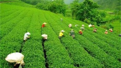 Photo of चाय पीना हो सकता है महंगा! बढ़ सकते हैं चायपत्ती के दाम, जानें कारण?