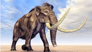 Photo of करोड़ों साल पहले गायब हुआ था ‘विशालकाय जीव’, वैज्ञानिक फिर कर रहे हैं ज़िंदा!