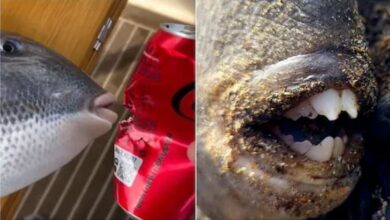 Photo of इस मछली के दांत हैं या कटर मशीन, काट दिया मेटल का कैन!