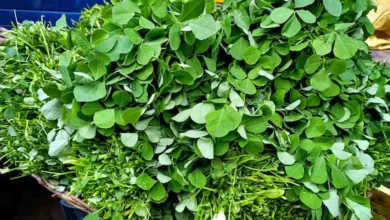 Photo of औषधीय गुणों से भरपूर हैं मेथी के पत्ते, जानिए इसके फायदे