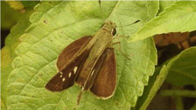 Photo of जैव विविधता पार्क में दिखी विलुप्त हुई दुर्लभ तितलियों की 75 प्रजातियां