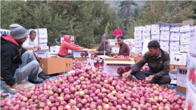 Photo of हिमाचल में पांच साल में सबसे कम सेब उत्पादन, जानिए कारण