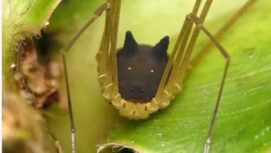 Photo of कुत्ते जैसा दिखता है ये अजीबोगरीब जीव, मकड़ी की तरह होते हैं 8 पैर!