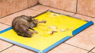 Photo of पंजाब में बैन हुए चूहे पकड़ने वाले ग्लू ट्रैप, जानें इसका कारण