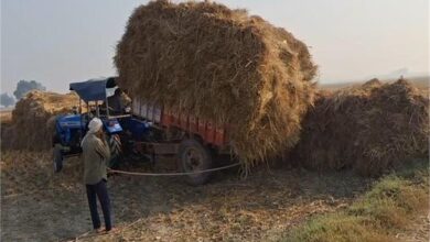 Photo of हरियाणा में पराली की डिमांड घटने से चोरी छुपे खेत में आग लगाने को मजबूर…