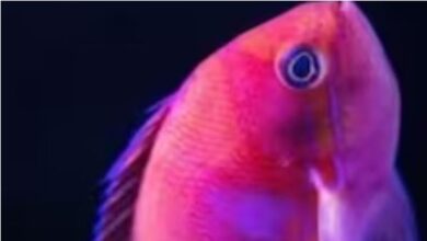 Photo of दुनिया की अजीबोगरीब मछली, गिरगिट की तरह बदलती है रंग