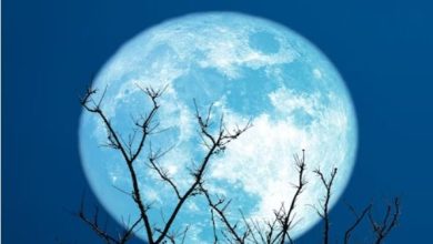 Photo of जानिए चंद्रमा की मिट्टी में बोए पौधों का हुआ क्‍या?