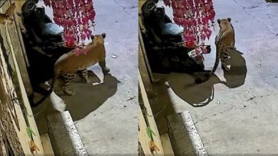 Photo of नासिक में सड़कों पर घूमते दिखे में 2 तेंदुए
