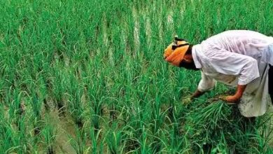 Photo of हरियाणा: रबी सीजन में करीब साढ़े सात लाख एकड़ में होगी बिजाई