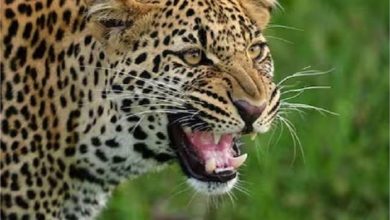 Photo of यमुनानगर में तेंदुए का आतंक, पिता-पुत्र पर किया हमला…