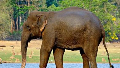 Photo of पंजाब: छोटे हाथी ने सड़क किनारे खड़े कई लोगों को कुचला, गम्भीर रूप से घायल हुए लोग