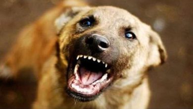 Photo of हरियाणा में डेढ़ साल की बच्ची को उठाकर ले गए 2 पालतू कुत्ते