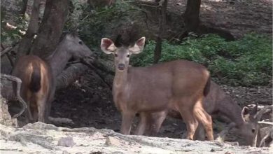 Photo of उत्तराखंड: पर्यटकों के लिए खुला कॉर्बेट पार्क का प्रमुख ढिकाला जोन