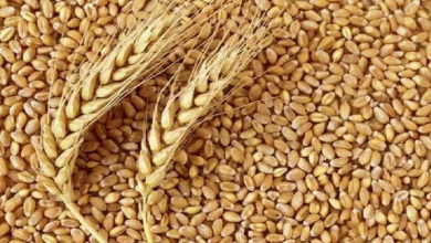 Photo of भारत ब्रांड के तहत आटा के बाद अब सस्ता चावल बेचेगी सरकार!