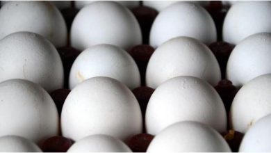 Photo of हेल्थ टिप्स: ज्यादा अंडों का सेवन भी स्वास्थ्य के लिए हो सकता हानिकारक!