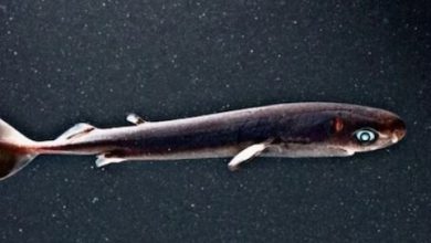 Photo of ये है दुनिया की सबसे छोटी शार्क, बड़े ही कमाल का है चमकता हुआ पेट!
