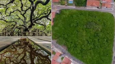 Photo of ये है दुनिया का सबसे बड़ा काजू का पेड़, जंगल की तरह आता है नजर!