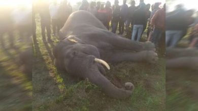 Photo of डोईवाला बडकोट रेंज में संदिग्ध परिस्थितियों में नर हाथी की मौत