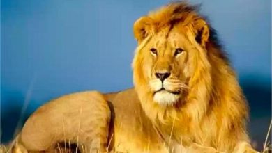 Photo of इटावा सफारी पार्क में बब्बर शेर ‘बाहुबली’ की मौत