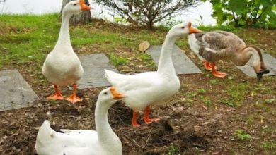 Photo of बत्तखें कर रहीं जेल की रखवाली, सिपाहियों की तरह रहती हैं तैनात!