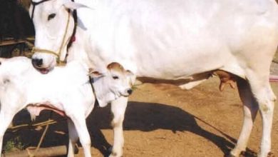 Photo of हरियाणा: चिचड़ी रोग से संक्रमित हो रहीं गाय; इन जिलों में अधिक असर