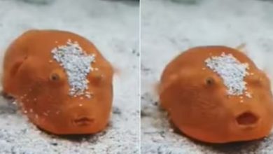 Photo of ‘आलू’ जैसी लगती है ये मछली, अजीबोगरीब खूबियों का है पिटारा!