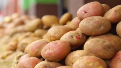 Photo of किसानों के नए-नए उत्पादों के लिए खुल रहा निर्यात का दरवाजा