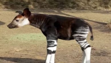 Photo of अजीबोगरीब जानवर, जो है जिराफ-जेब्रा-घोड़े का मिश्रण!