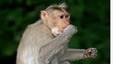 Photo of ये हैं करोड़पति बंदर…33 एकड़ जमीन और दो मंजिला घर के मालिक!