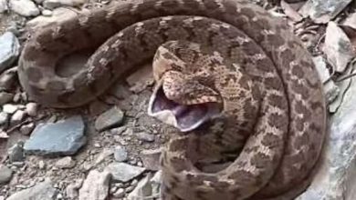 Photo of मुंह फाड़कर अंडे खा जाता है ये सांप, उछल-उछलकर करता है शिकार पर वार! 