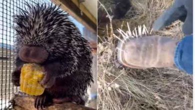 Photo of बहुत खतरनाक है ये मासूस सा दिखने वाला जानवर, कभी न करें छूने की गलती!