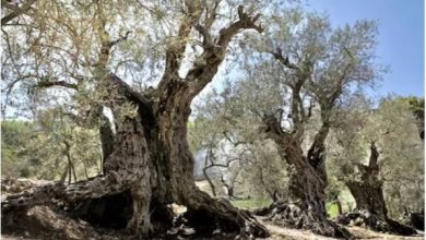 Photo of ये हैं दुनिया के सबसे पुराने जैतून के पेड़, लोग मानते हैं चमत्कार!