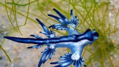 Photo of समुद्र से बाहर आ गया जहरीला ‘ड्रैगन’! छूने से हो जाते हैं छाले…