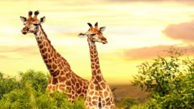 Photo of ‘जिराफ़’ को हिंदी में क्या कहते हैं? शायद ही पता होगा आपको …