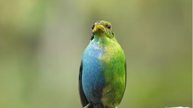 Photo of आधा मर्द तो आधा महिला… गजब है ये चिड़िया!