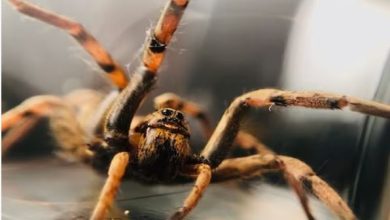 Photo of भेड़िये की तरह शिकार करती है ये मकड़ी, नहीं बनाती है जाल!